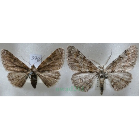 Cleora cinctaria (Denis & Schiffermüller, 1775) pair Przylepek wrzosak Czech39g
